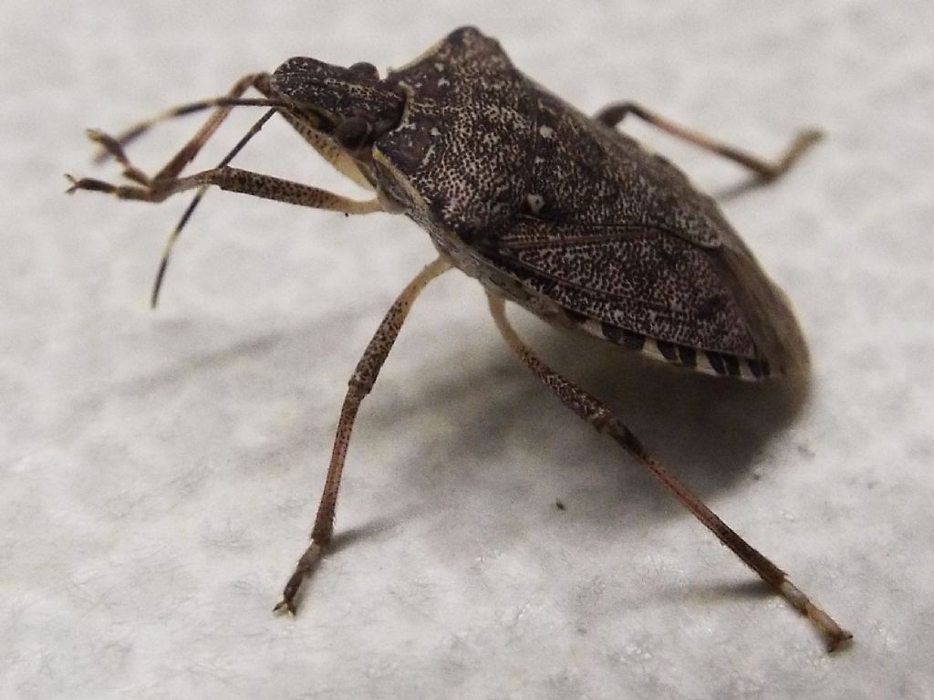 Pentatomidae: Halyomorpha halys